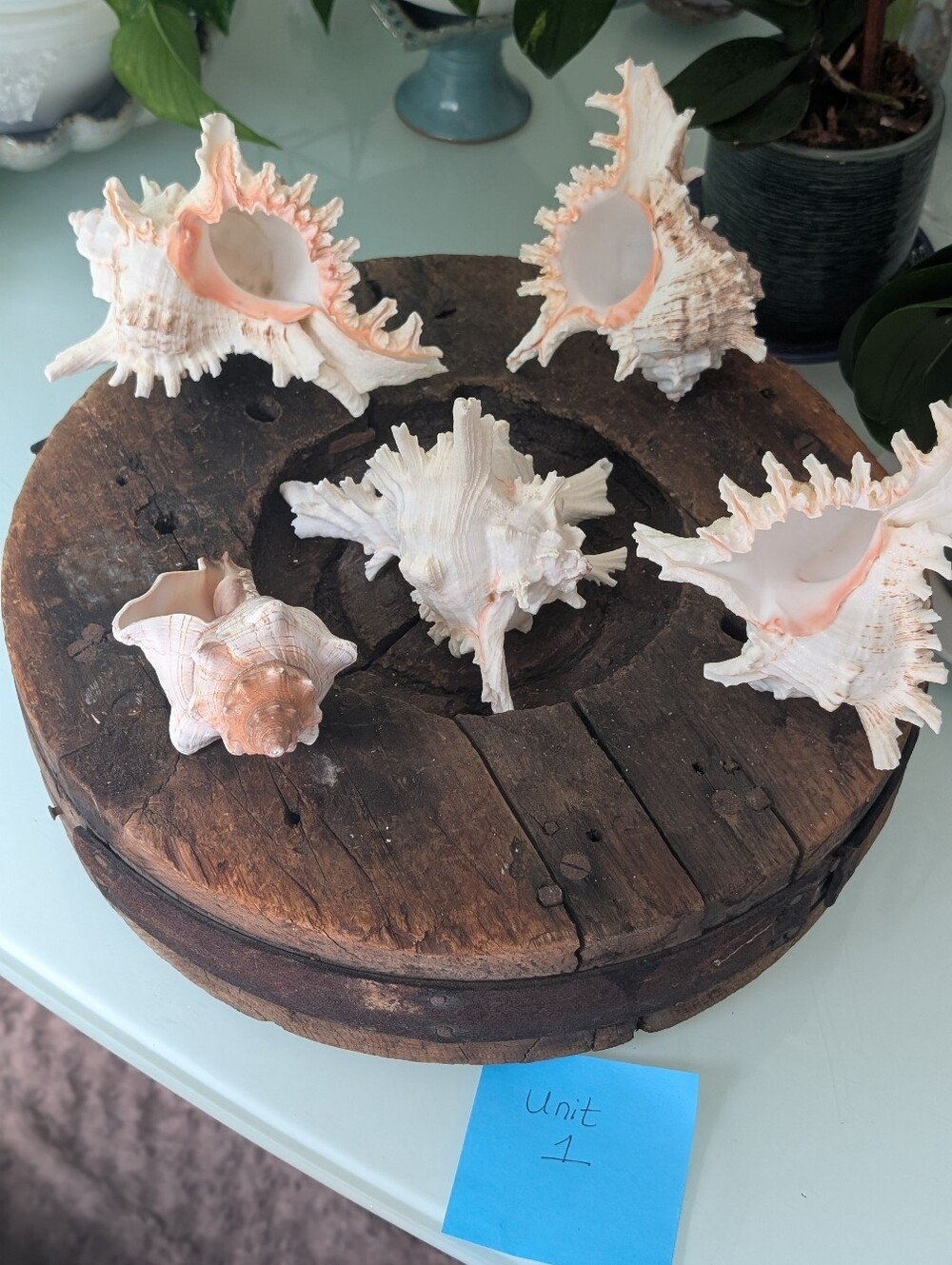 Large Coastal Shell Collection | 4 Murex Conch | 1 Fox Conch